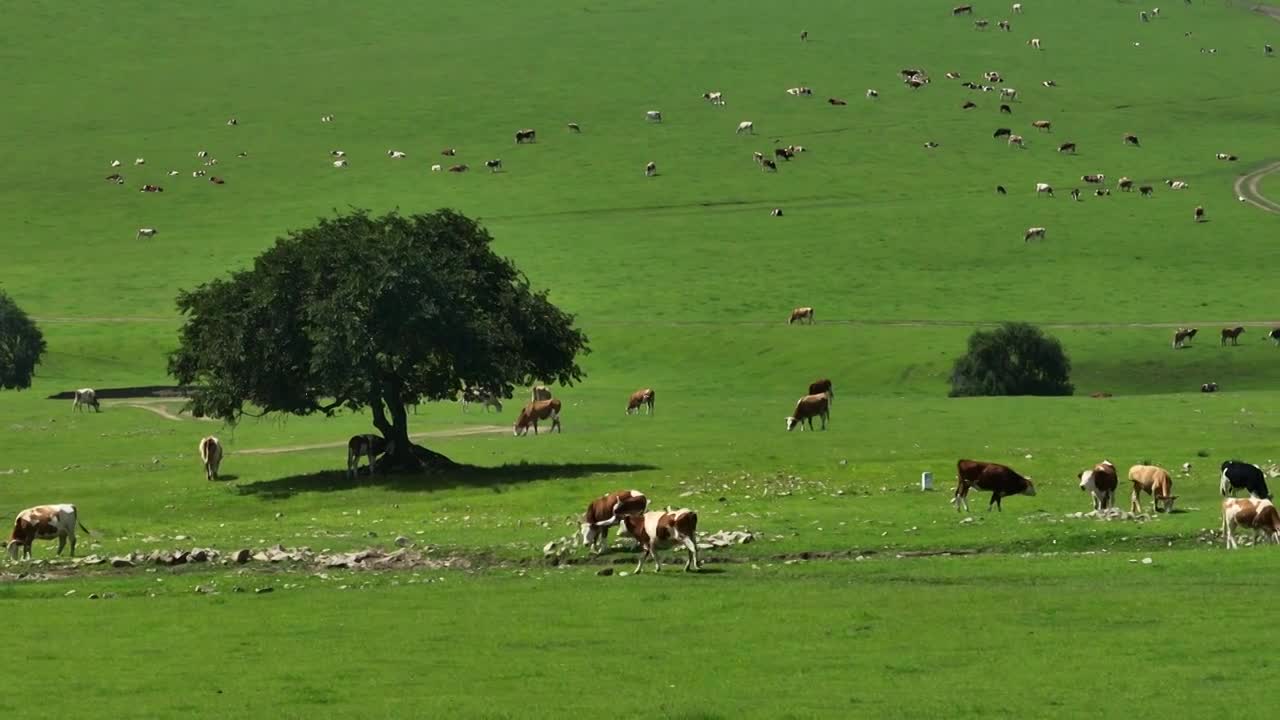 扎鲁特山地草原视频下载