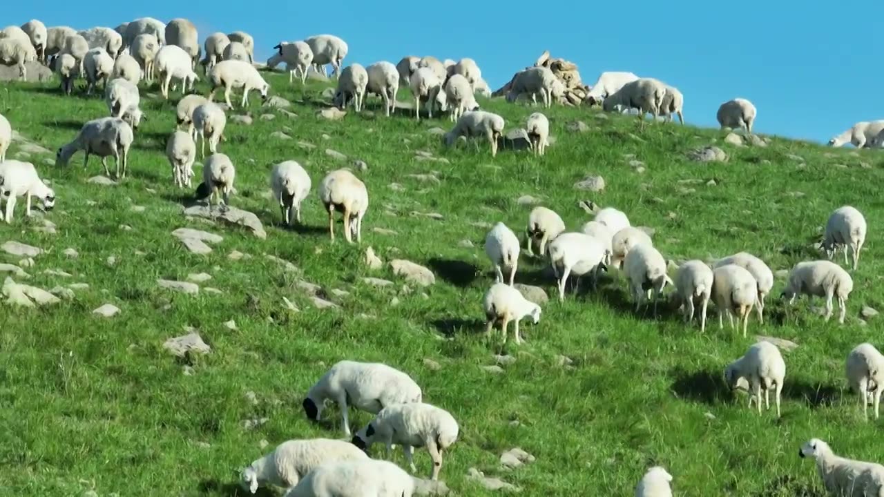 内蒙西乌旗半拉山羊群视频素材