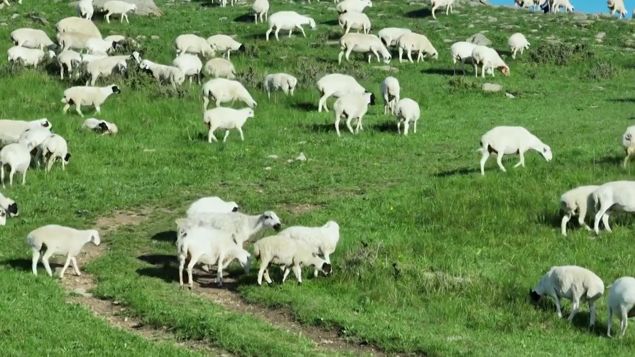 内蒙西乌旗半拉山羊群视频素材