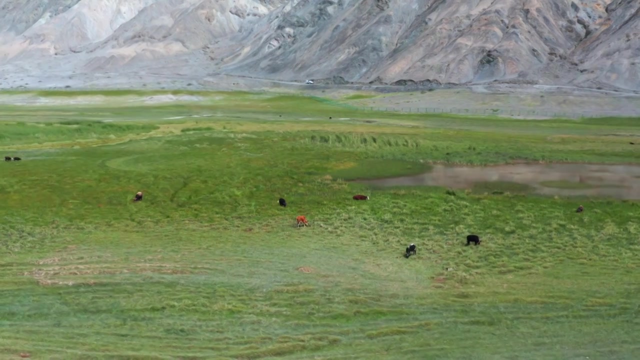 新疆喀什塔合曼湿地风景航拍视频素材