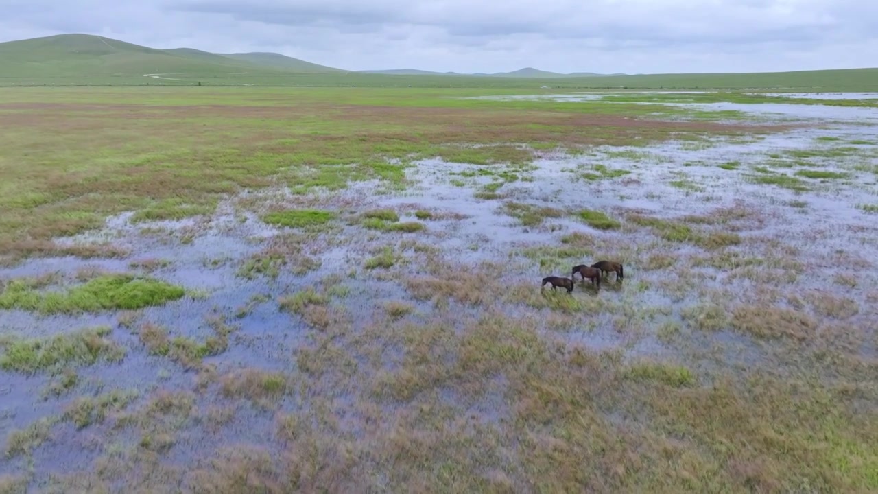 乌拉盖湖边的马儿视频素材