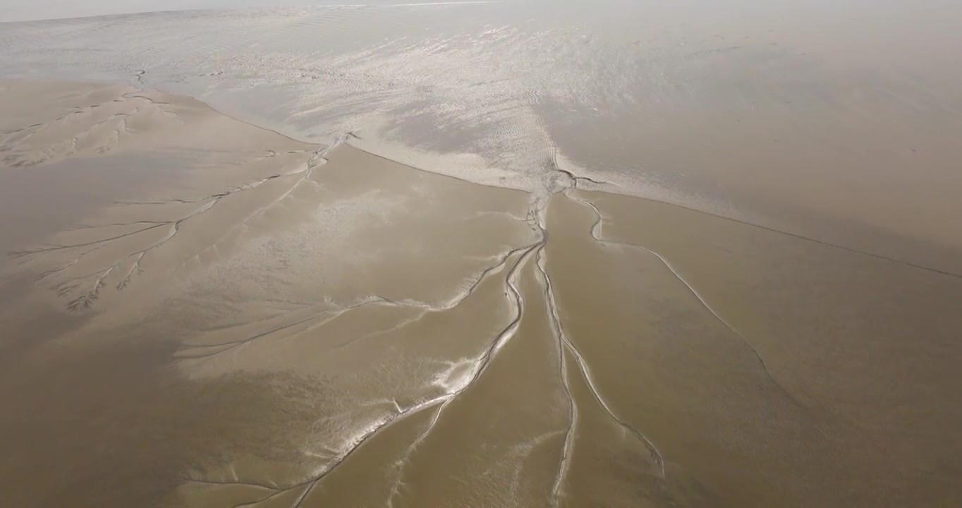 浙江钱塘江钱江潮滩涂大地之树视频素材