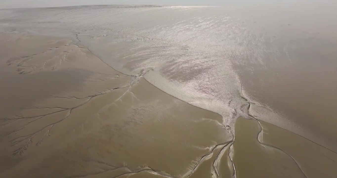 浙江钱塘江钱江潮滩涂大地之树视频素材