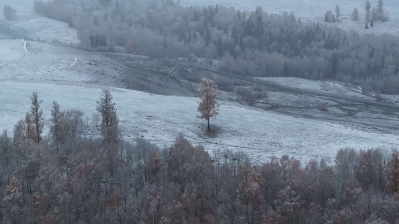 航拍新疆阿勒泰雪后的森林视频素材