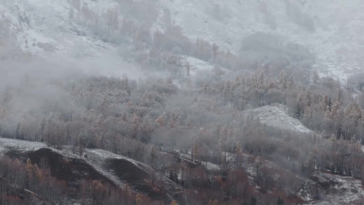 航拍新疆禾木村雪后的树林视频素材