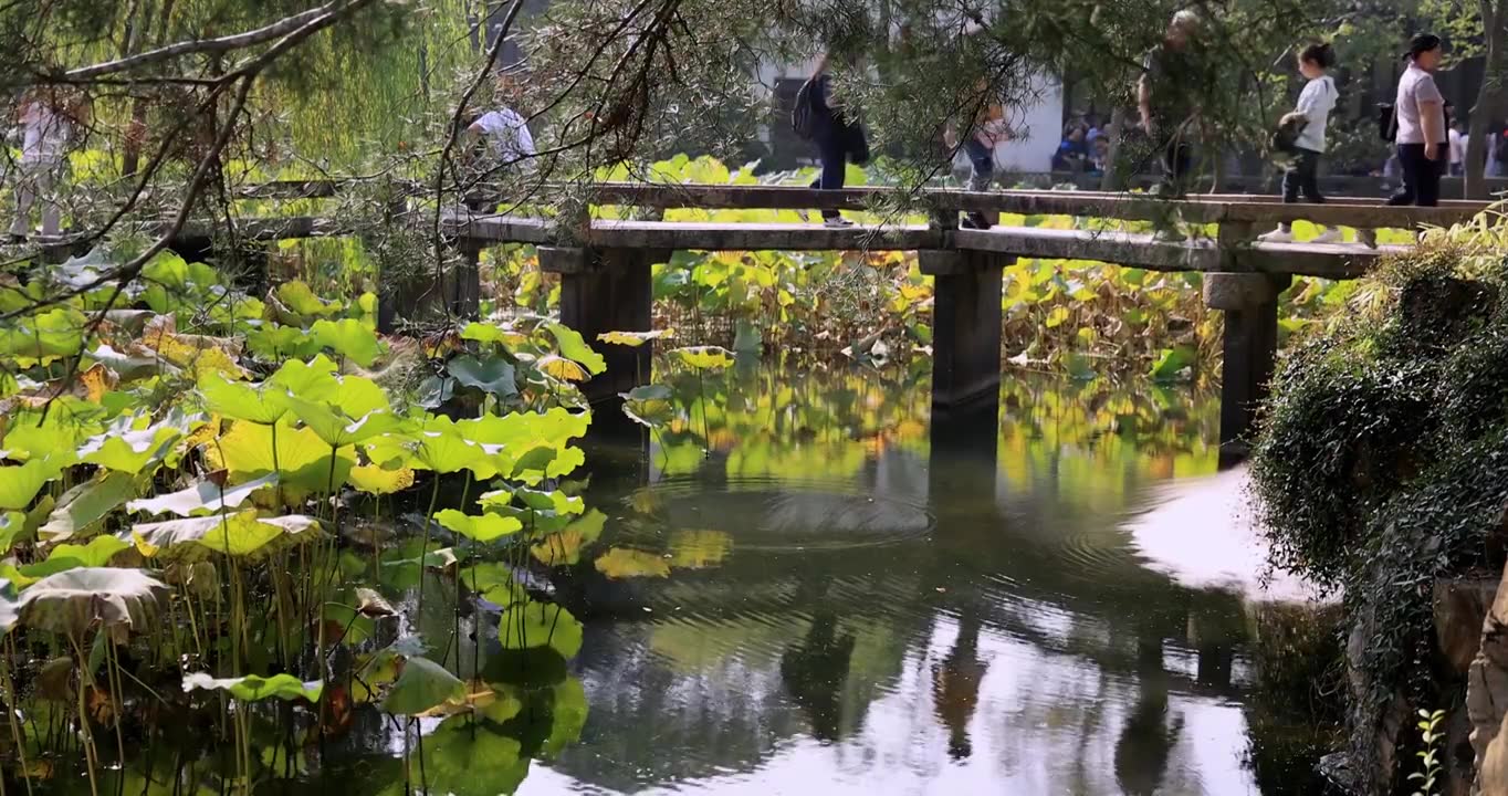 苏州园林拙政园荷塘荷叶视频素材