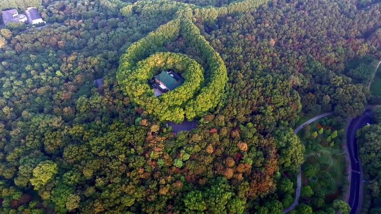 南京美龄宫金色的秋天南京地标标志性旅游地视频素材