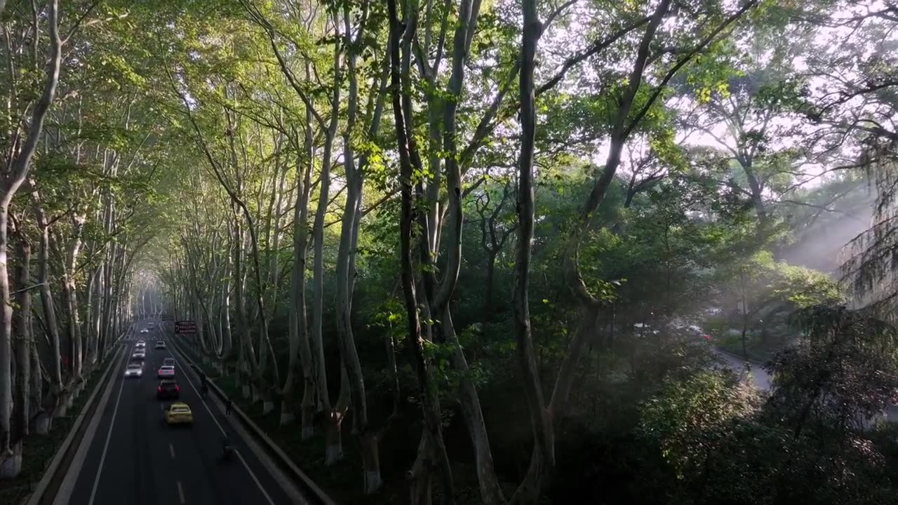 南京梧桐大道清晨的日出美丽的景色南京中山陵梧桐大道、光束、林荫大道视频素材