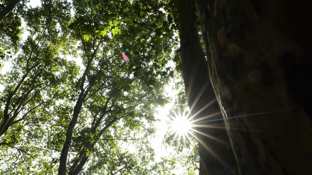 天然氧吧森林光影森林晨雾树林唯美阳光树林视频素材