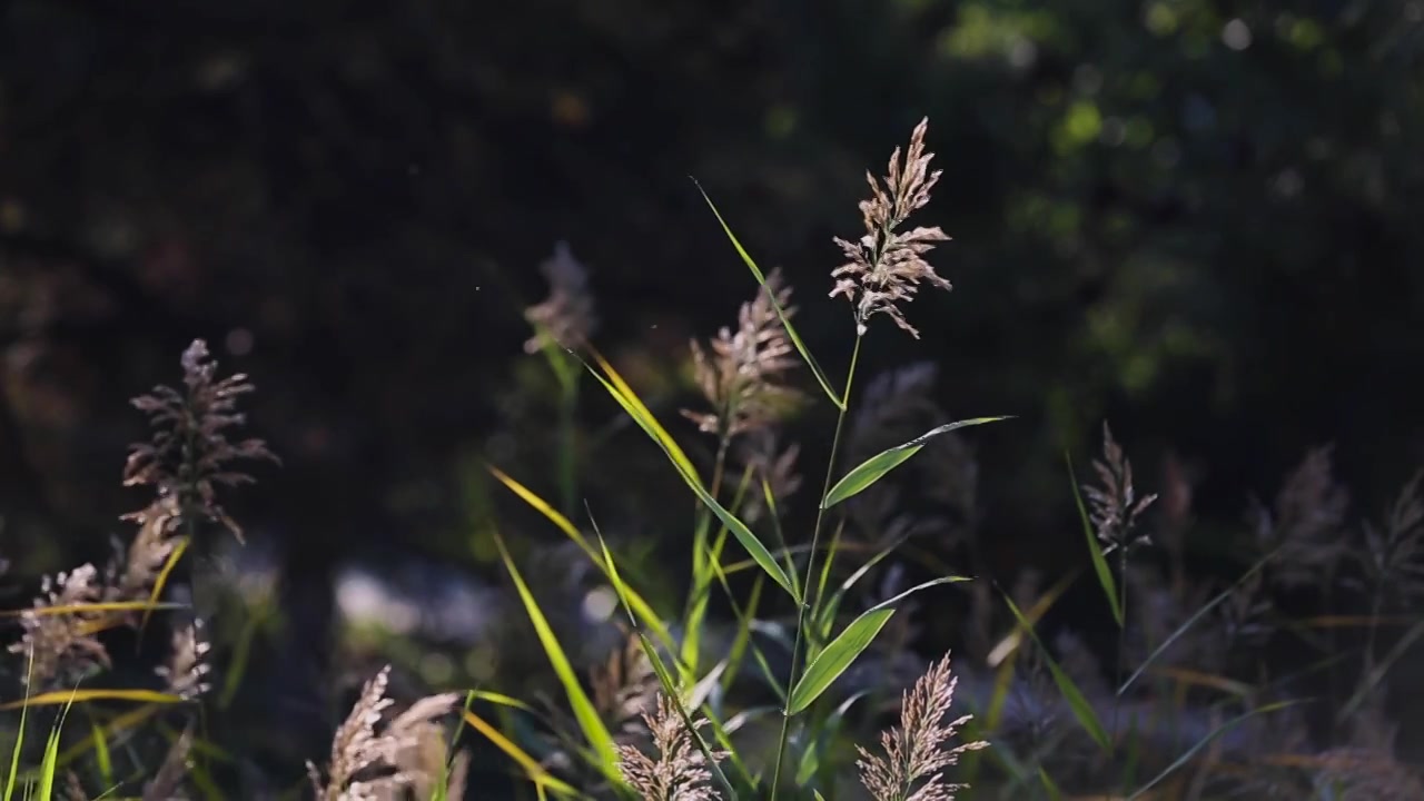 风中的芦苇视频下载