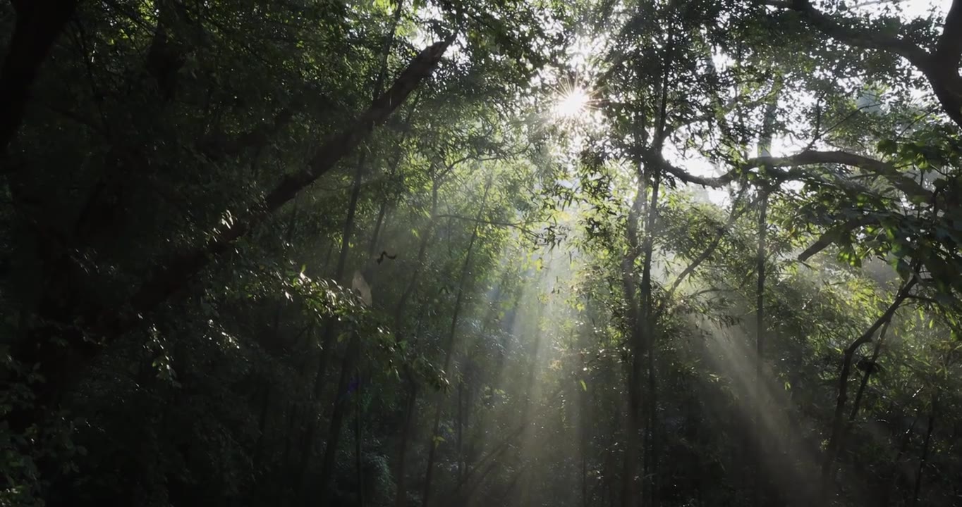 森林逆光光影清晨光线 时间流逝 生态宣传视频素材