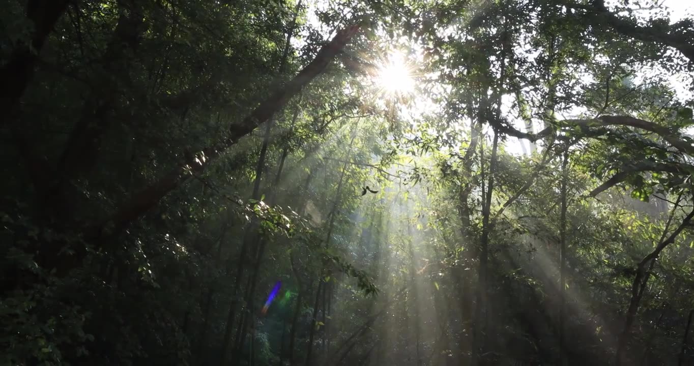 森林丁达尔光影晨雾树林唯美阳光树林竹林视频素材