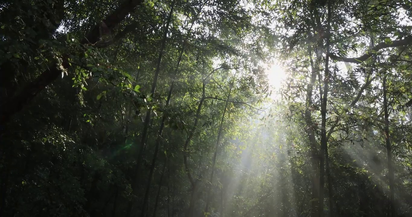 森林逆光光影清晨光线 时间流逝 生态宣传视频素材