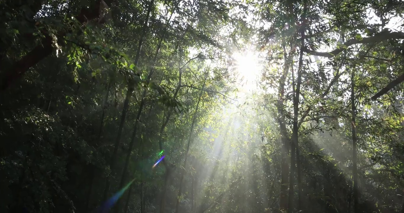 森林丁达尔光影晨雾树林唯美阳光树林竹林视频素材