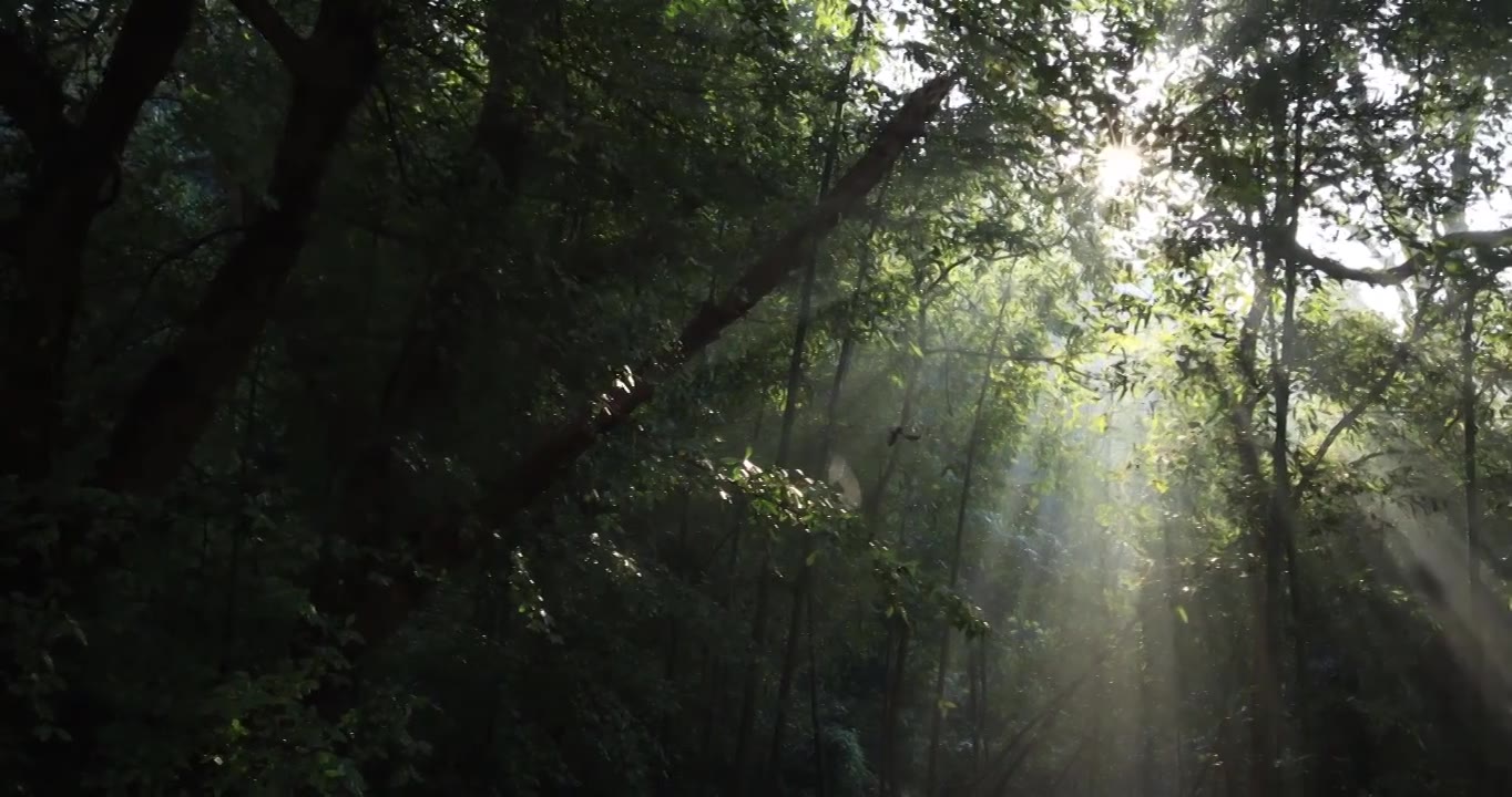 杭州西湖风景区森林逆光光影清晨光线视频素材