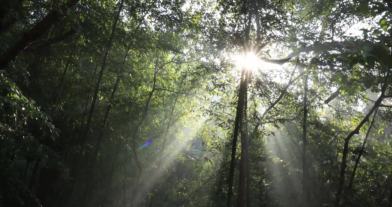 杭州西湖风景区森林逆光光影清晨光线视频素材