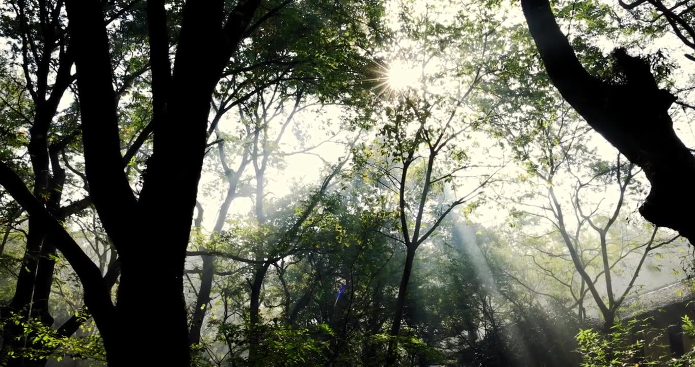 森林丁达尔光影晨雾树林唯美阳光树林视频素材