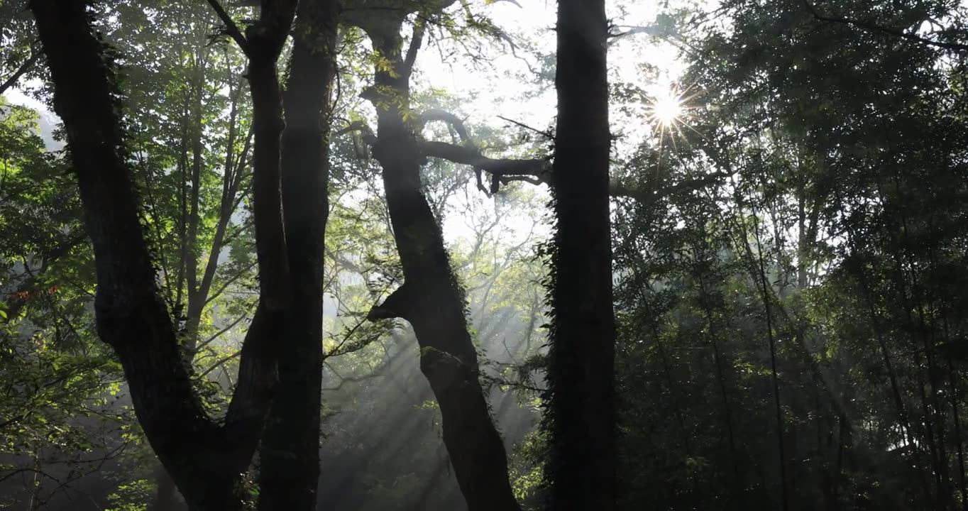 森林丁达尔光影晨雾树林唯美阳光树林视频素材