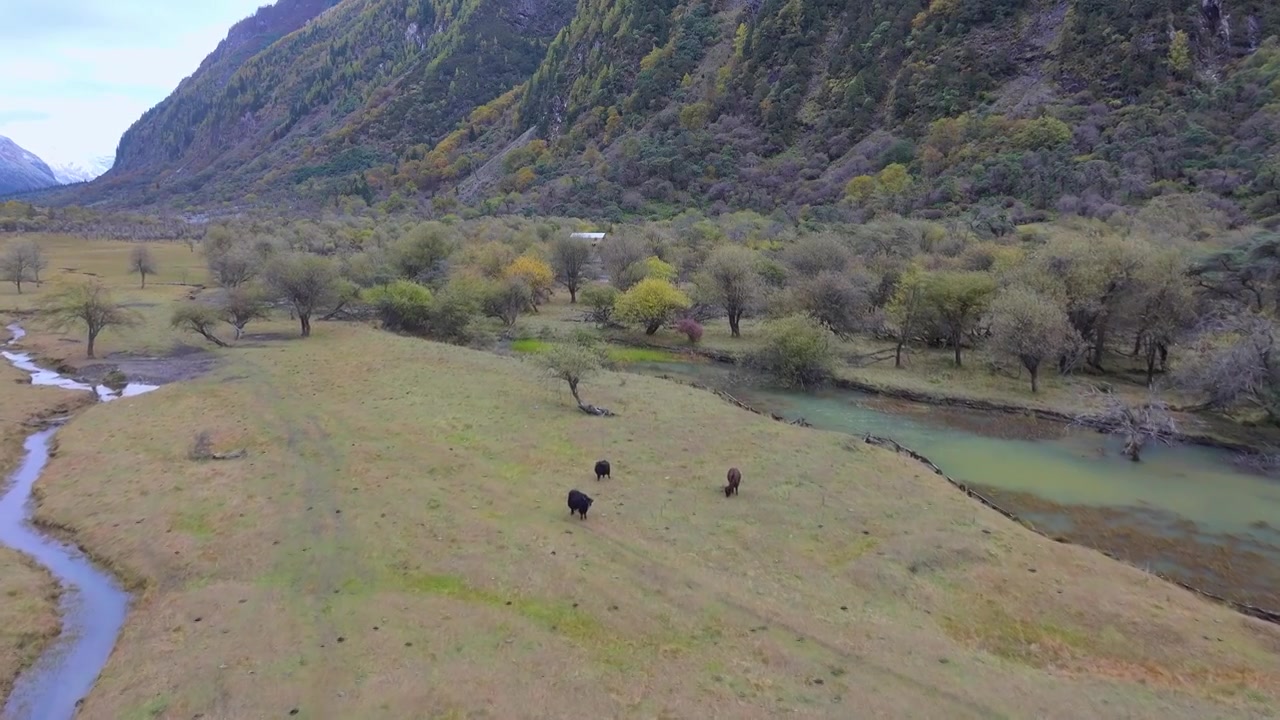 四川川西四姑娘山雪山双桥沟航拍秋日风景景象视频素材