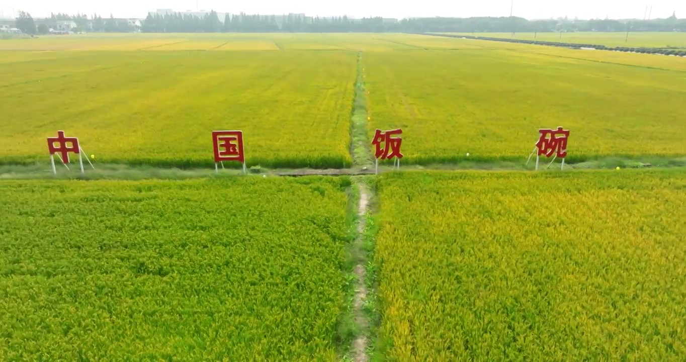 江苏省无锡市惠山区玉祁镇北大荒水稻田风光视频素材