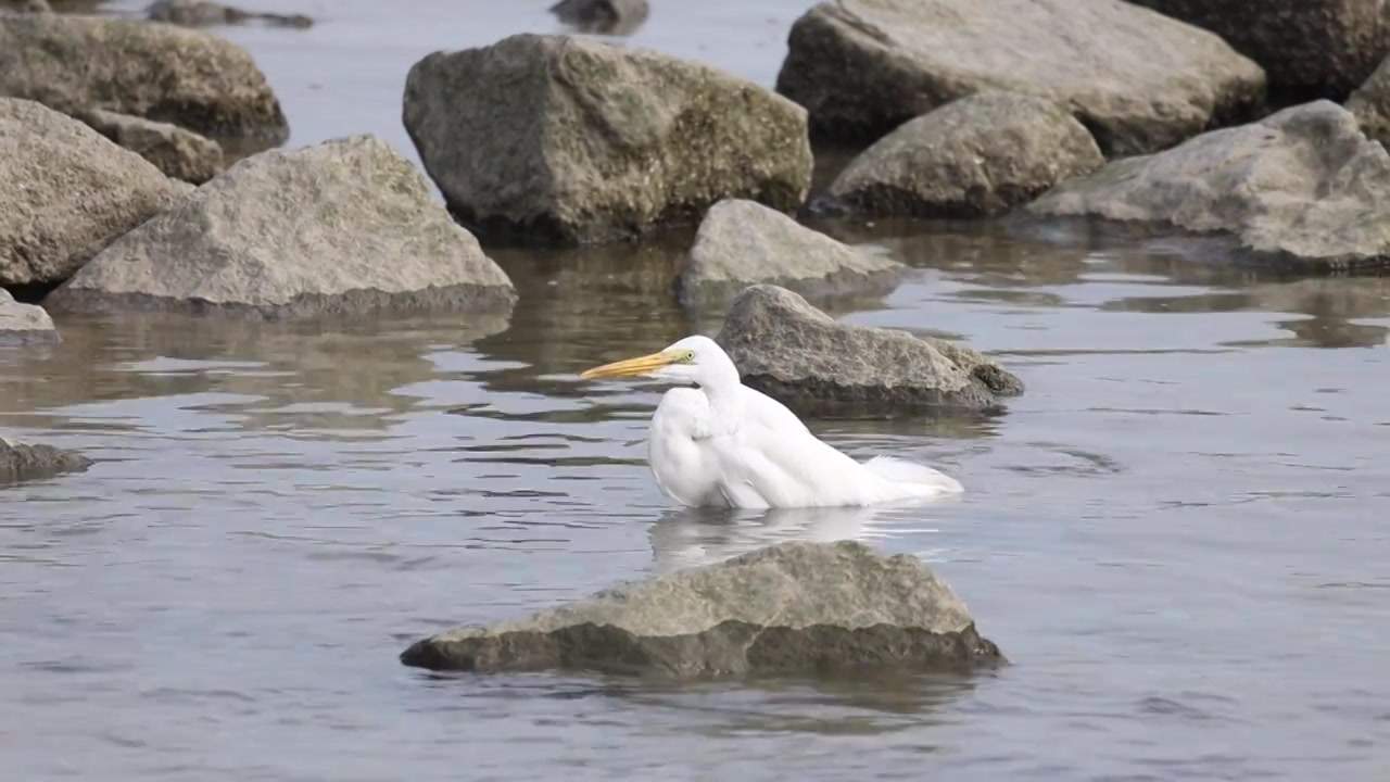 深圳湾的白鹭在休憩觅食升格镜头视频素材