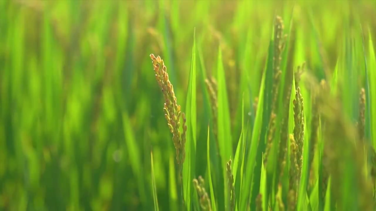 4K拍摄颗粒饱满即将成熟的水稻田麦穗视频素材