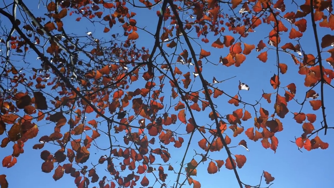 秋天红叶霜降立秋秋分重阳节，自然风景天空阳光背景视频素材