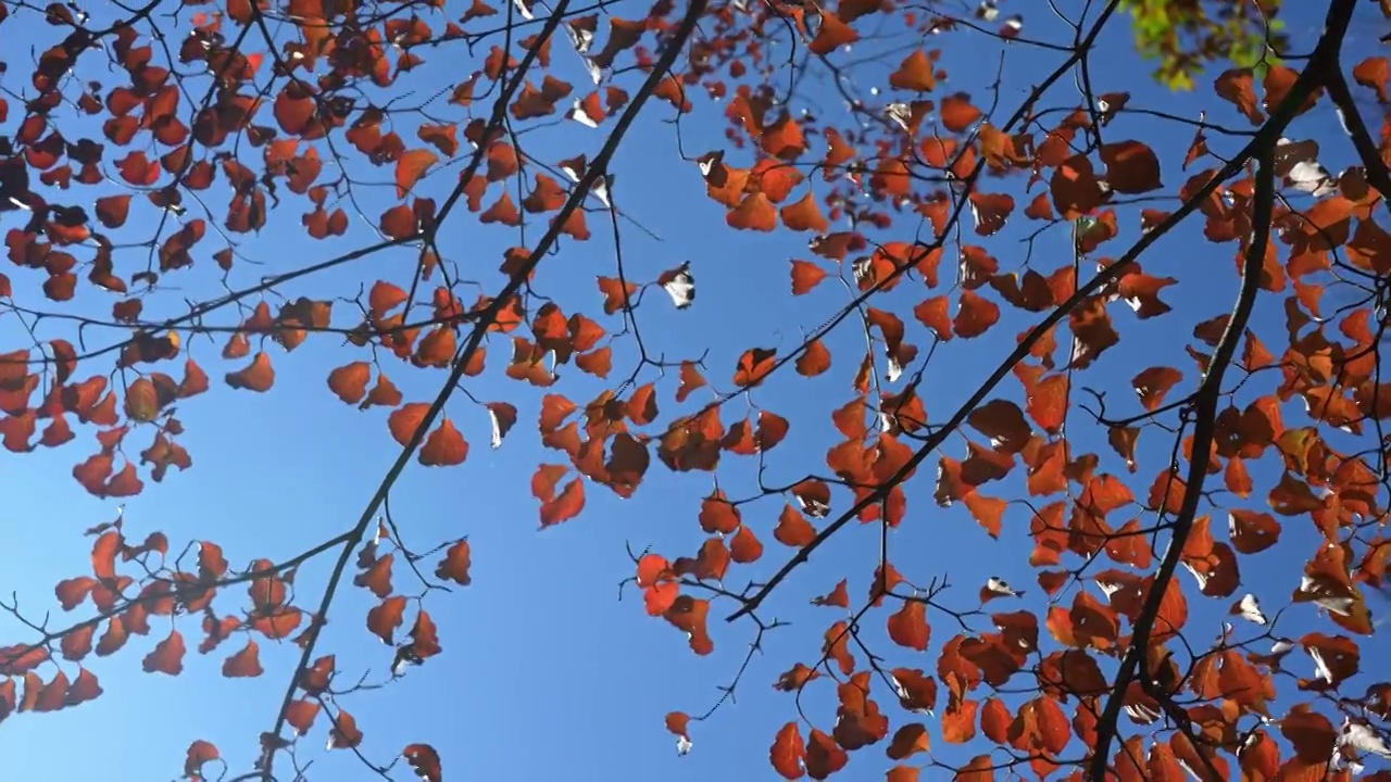 秋天红叶霜降立秋秋分重阳节，自然风景天空阳光背景视频素材