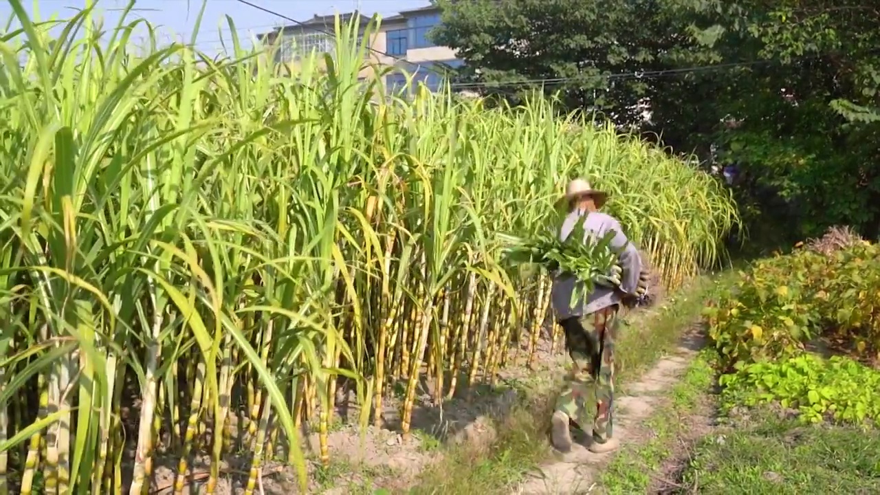 4K拍摄甘蔗田里采摘装捆甘蔗的农民视频下载