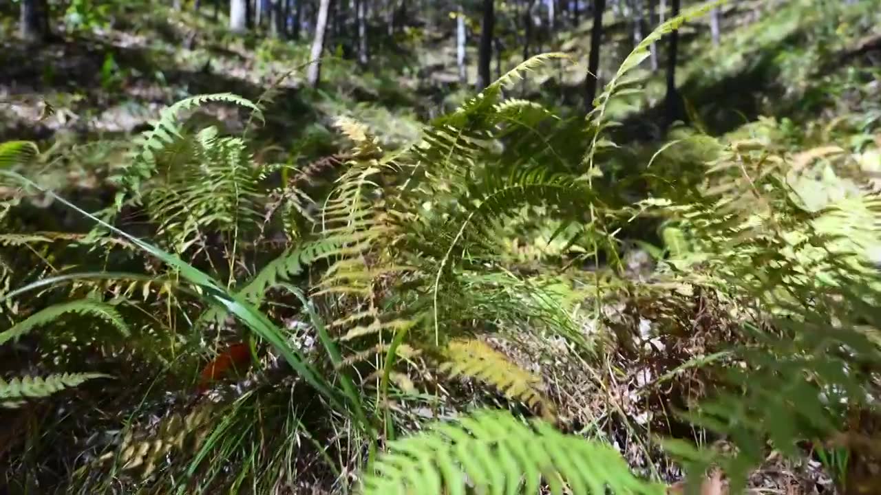 树森林蕨类植物阳光环境生态，自然风景背景户外徒步探险生长旅行视频素材