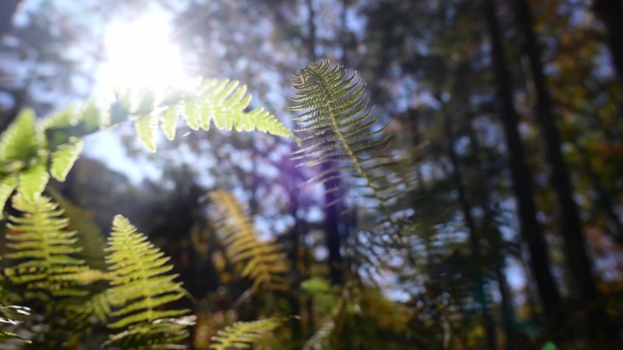 树森林蕨类植物阳光环境生态，自然风景背景户外徒步探险生长旅行视频素材