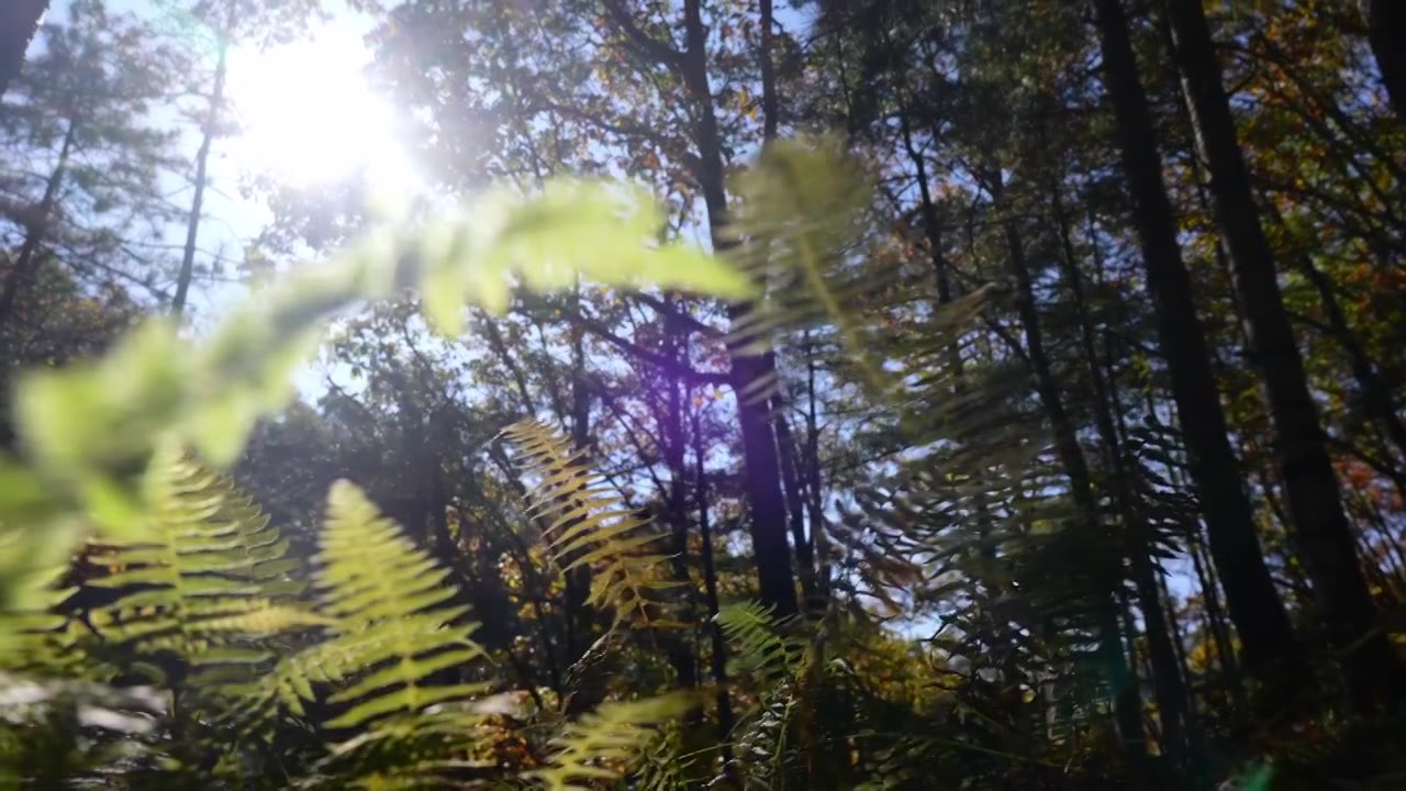 树森林蕨类植物阳光环境生态，自然风景背景户外徒步探险生长旅行视频素材