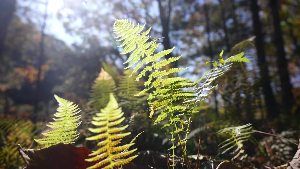 树森林蕨类植物阳光环境生态，自然风景背景户外徒步探险生长旅行视频素材