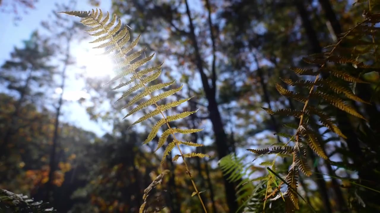 树森林蕨类植物阳光环境生态，自然风景背景户外徒步探险生长旅行视频素材