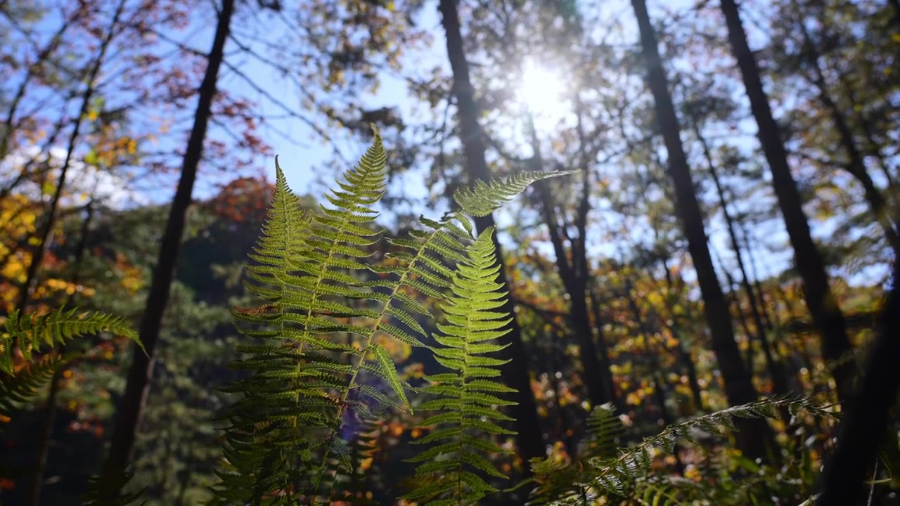 树森林蕨类植物阳光环境生态，自然风景背景户外徒步探险生长旅行视频素材