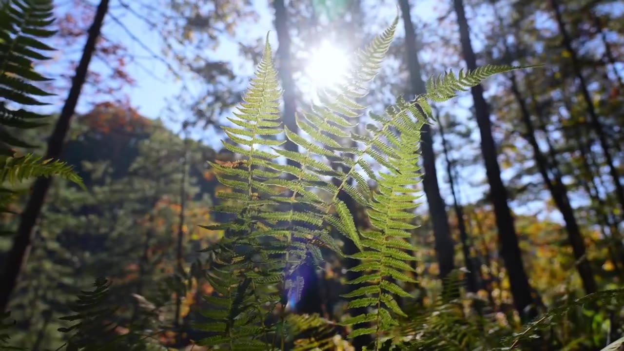 树森林蕨类植物阳光环境生态，自然风景背景户外徒步探险生长旅行视频素材