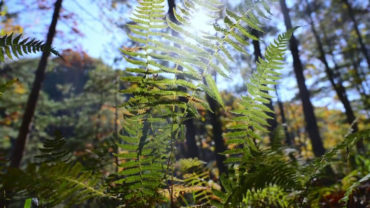 树森林蕨类植物阳光环境生态，自然风景背景户外徒步探险生长旅行视频素材