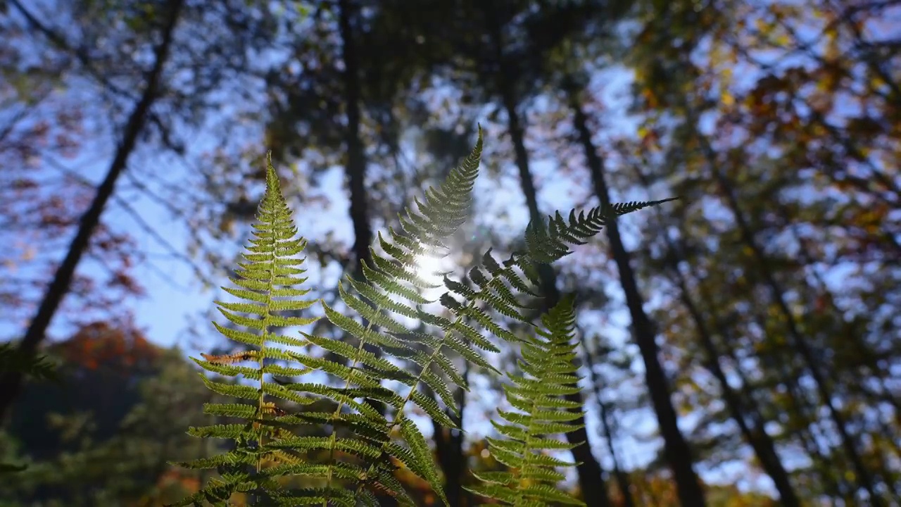 树森林蕨类植物阳光环境生态，自然风景背景户外徒步探险生长旅行视频素材