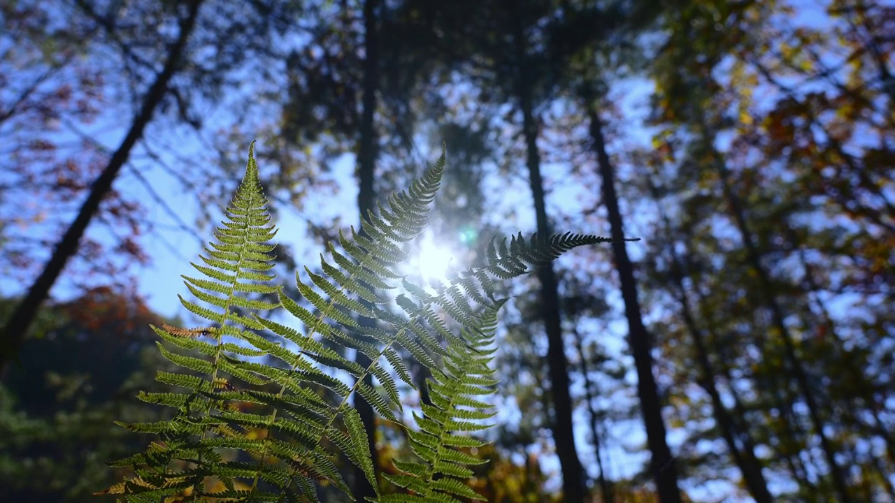 树森林蕨类植物阳光环境生态，自然风景背景户外徒步探险生长旅行视频素材