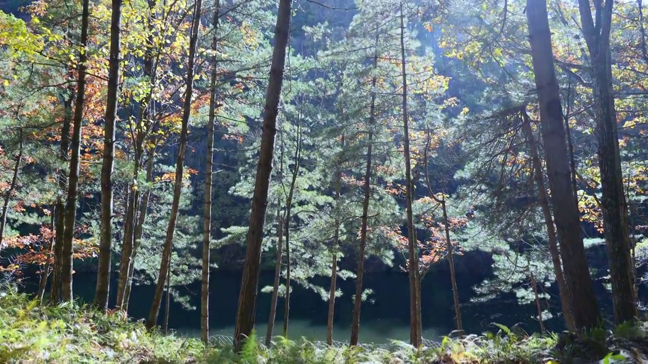 树森林蕨类植物阳光环境生态，自然风景背景户外徒步探险生长旅行视频素材