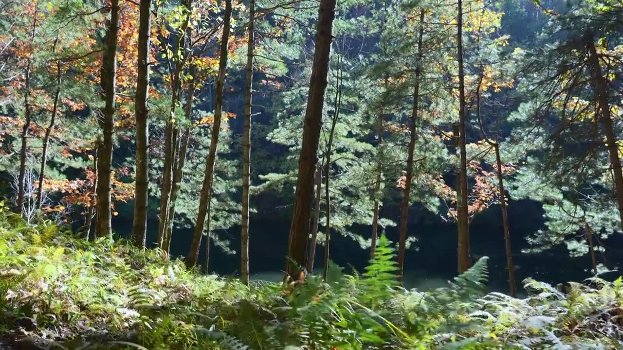 树森林蕨类植物阳光环境生态，自然风景背景户外徒步探险生长旅行视频素材