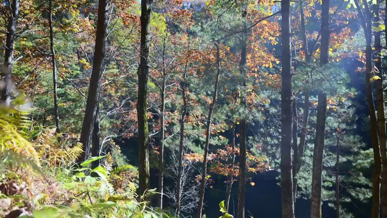 树森林蕨类植物阳光环境生态，自然风景背景户外徒步探险生长旅行视频素材