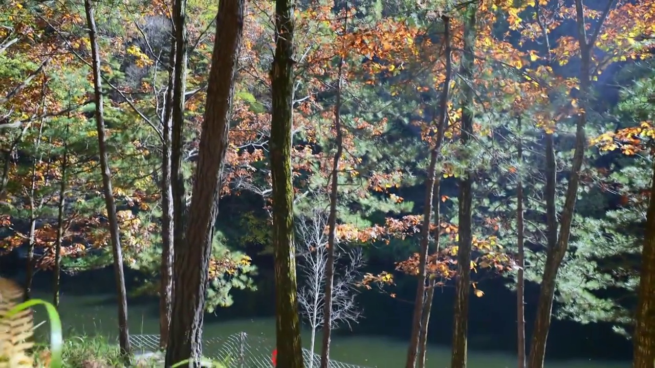 树森林蕨类植物阳光环境生态，自然风景背景户外徒步探险生长旅行视频素材