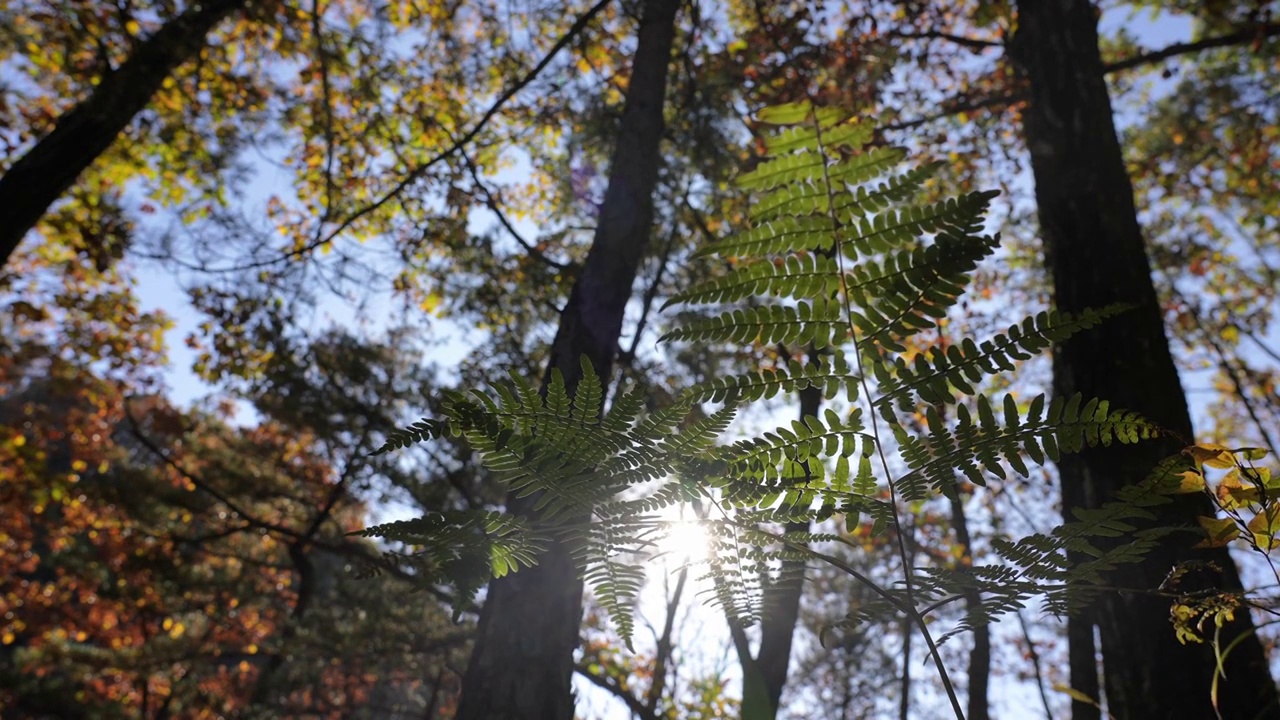 树森林蕨类植物阳光环境生态，自然风景背景户外徒步探险生长旅行视频素材