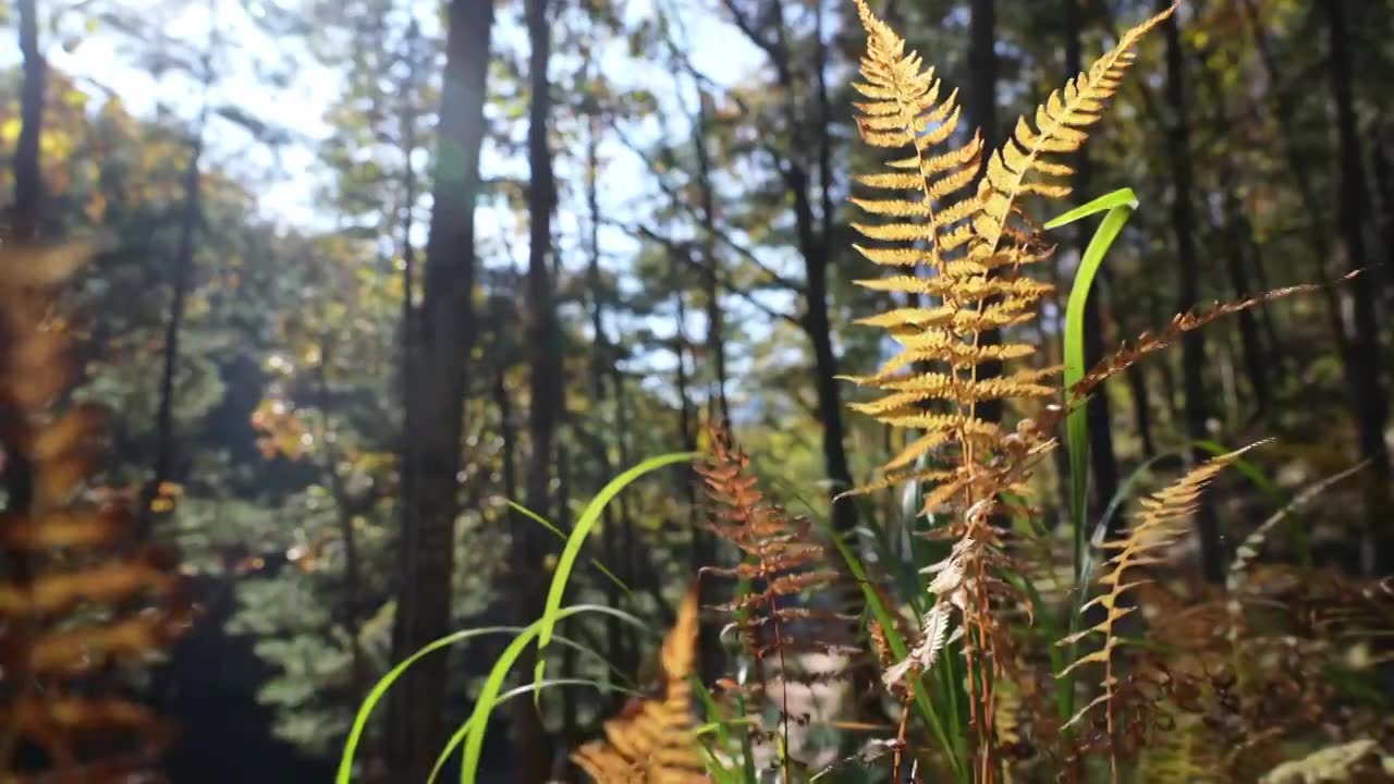 树森林蕨类植物阳光环境生态，自然风景背景户外徒步探险生长旅行视频素材