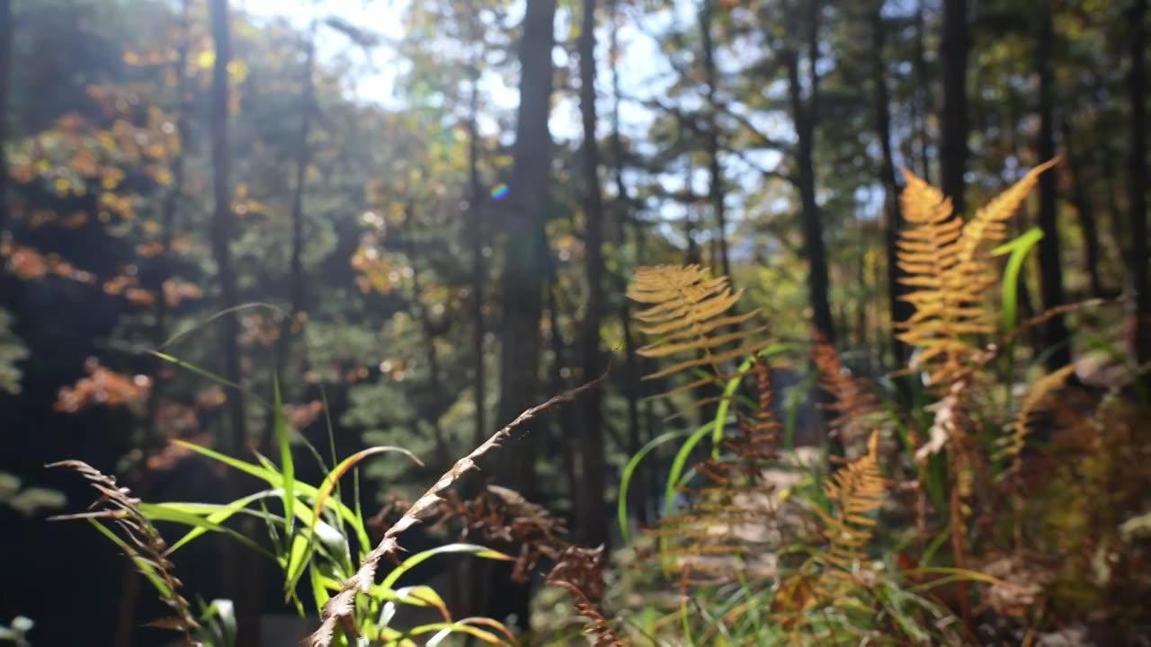 树森林蕨类植物阳光环境生态，自然风景背景户外徒步探险生长旅行视频素材