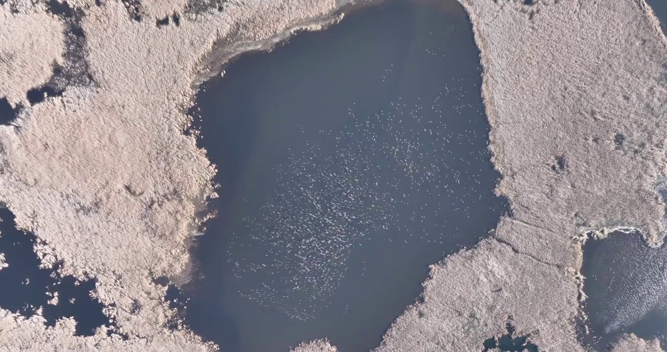 湿地候鸟视频素材