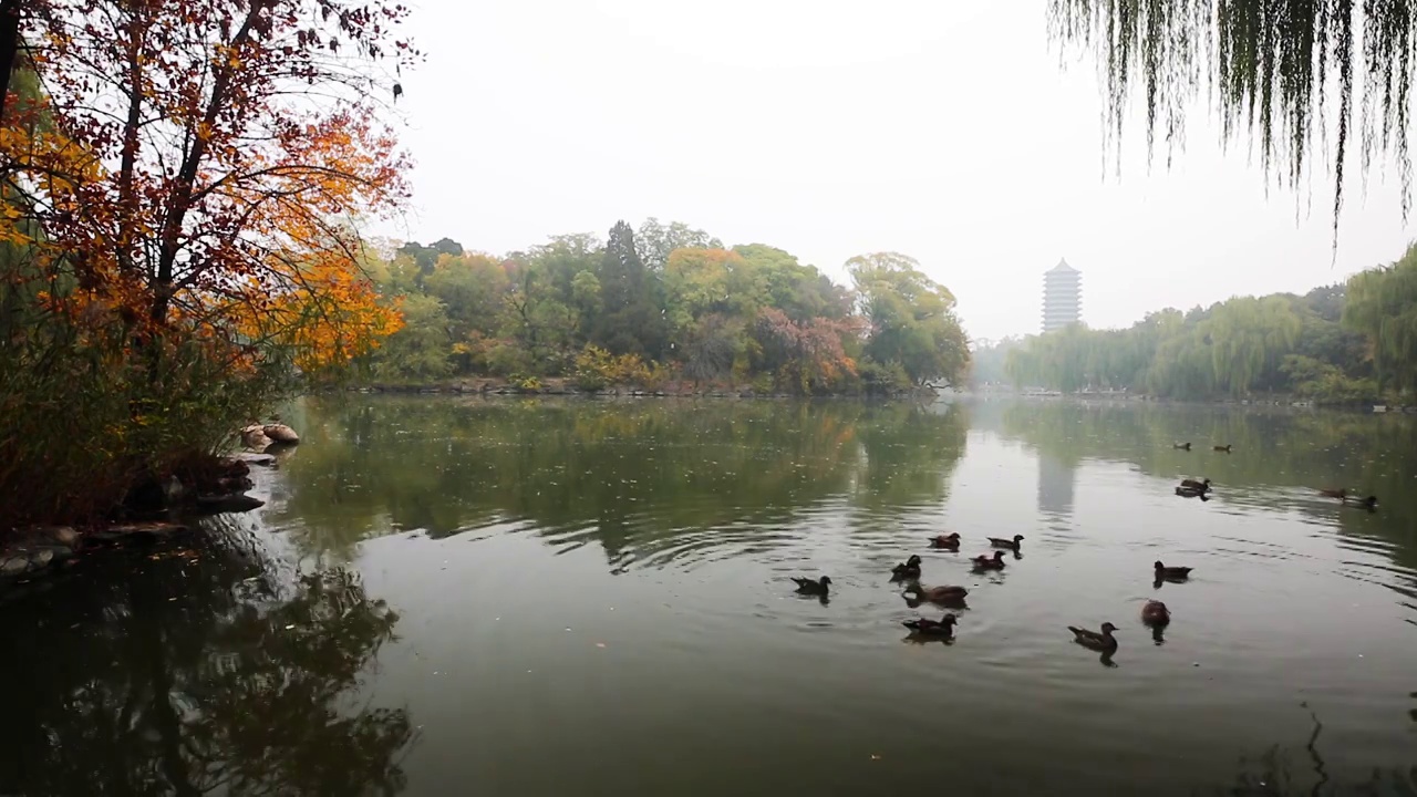 北京大学未名湖秋天景色视频素材