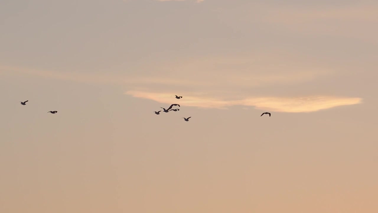 黄昏天空飞鸟唯美空镜视频素材