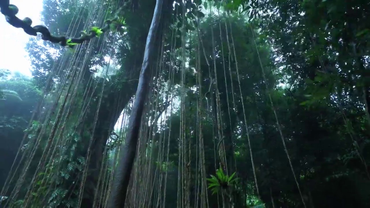 热带雨林视频下载